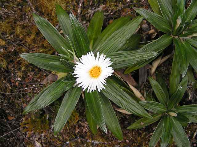 NZ leden-unor 2006 170.jpg